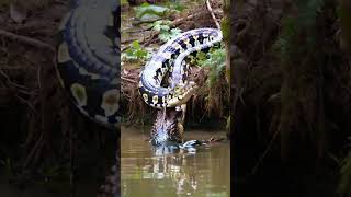 Giant python VS Crocodile animals [upl. by Nanor]