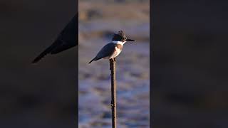 Belted kingfisher call volume up 📢 birds [upl. by Llerrej]