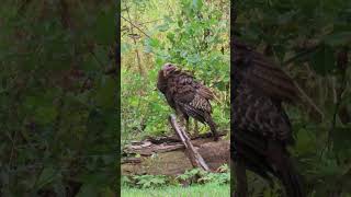 Wild Turkey Feeding and Preening turkey birds birdwatching naturelovers nature wildlife [upl. by Eetnwahs261]