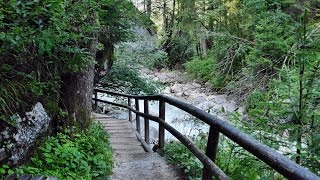 Zauberwald am Hintersee [upl. by Akinhoj701]