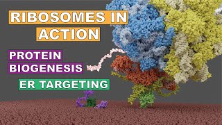 Protein synthesis cotranslational protein biogenesis and ER targeting in eukaryotes [upl. by Tiernan]