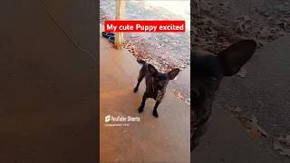 my puppy is so happy 🐶💕 amp like amp subscribe 😁❤️ [upl. by Tresa]