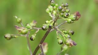 Trędownik bulwiasty  Scrophularia nodosa [upl. by Heywood]