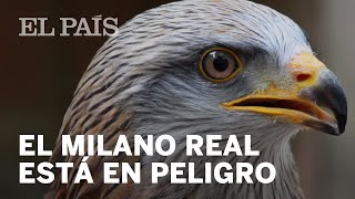 El milano real está al borde de la extinción en el sur de España [upl. by Ethelinda]