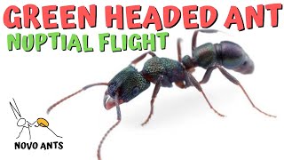 Green Headed Ant NUPTIAL flight Rhytidoponera Metallica Ants [upl. by Mariandi981]