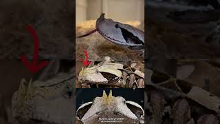 Snake with the Longest Fangs  Gaboon Viper [upl. by Zuckerman]