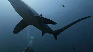 Thresher shark encounter Malapascua Island Philippines Nov 2024 [upl. by Olmsted]