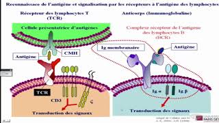 Differenciation et activation des lymphocytes B II [upl. by Madanhoj55]