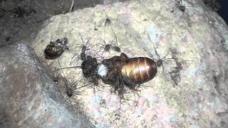 Opiliones sp hatchlings Harvestmen Daddy Long Legs feeding [upl. by Currier]