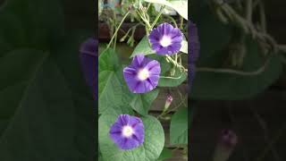 Best Tall Plants for Balcony Privacy indoorplants [upl. by Arac994]