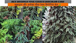 Rex begonia VineCissus Discolor CareMost beautiful and Rare Foliage VineGardening Tips By Aryan [upl. by Schweitzer]