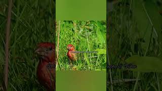 Pine Grosbeak indulging on some dandelion thedoobiebrothers listentothemusic [upl. by Petigny569]