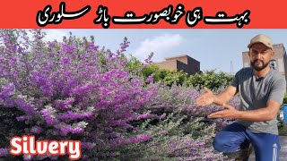 Silvery Hedge Plants  Flowering Hedge Plant  باڑ لگانے کے لیے بہت ہی خوبصورت پودا پھولوں کے ساتھ [upl. by Burkitt]