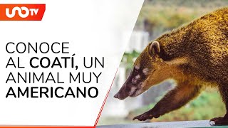 ¿Qué es el coatí una especie amenazada “muy mexicana” [upl. by Annelg]