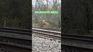 MONSTER BUCK IN MILWAUKEE WI [upl. by Casilde]