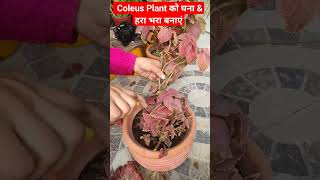 Coleus plant cutting amp winter care tipsshorts [upl. by Nylarat541]