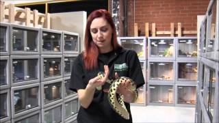 Madagascar Giant Hognose Snake [upl. by Nonnac]