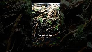 Paludarium vs Vivarium  what’s the difference [upl. by Mmada386]