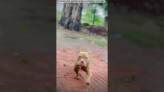 Top quality american bully female for sale  micro size  con 70279 71360 [upl. by Yllor42]