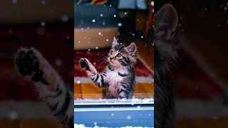 Kitten Chases Sunset Reflection on Wall Adorable Playtime Ensues  Viralforyou cutekittenu [upl. by Schmitz825]