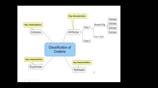 Classification of Cnidaria [upl. by Hughie]