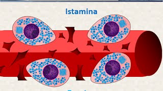 Istologia 23  Mastociti e plasmacellule [upl. by Hanavas]