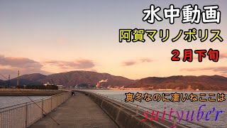 釣り人目線の水中動画 冬の阿賀マリノポリス 20222 [upl. by Warga]