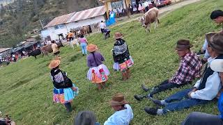 Tradicional herranza en Yanabamba 26 de julio 2024 [upl. by Colner922]