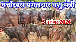 5 नवंबर 2024  पचोखरा मंगलवार पशु मंडी  pachokhara pashu mandi  pashu mandi  Buffalo Market [upl. by Sinnard]