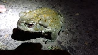 4K Big Sonoran Desert Toad Catching Pet Reptiles amp Amphibians in AZ CA NM Herping HD [upl. by Anerev]