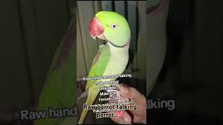 Raw parrot talking parrot  African lovebirds variety  Lutino lovebirds breedinglovebirds breeding [upl. by Stier]