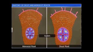 CBSE Class 11 Biology  Anatomy of Dicot and Monocot Roots  By Shiksha House [upl. by Shifra345]