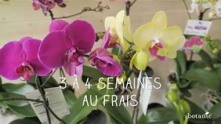 Secrets de producteur pour des orchidées qui refleurissent [upl. by Flyn]