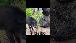 Villagers made their own traps to deal with wild boars that were destroying their crops wildlife [upl. by Tsenrae213]