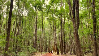 Makawao Forest Reserve  Maui Hiking amp Biking [upl. by Nabla]