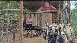 duck coop making process  Lan Diệp [upl. by Anelagna]