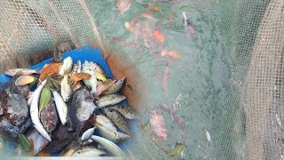 Malalaking isda sariwang sariwa mixvlog [upl. by Butterworth]