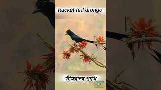 Racket tailed drongo call birds birdsounds shortvideo shorts birdsong [upl. by Recha]