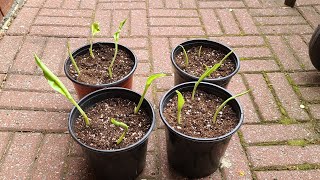 Growing ensete glaucum Banana from seed Snow banana part 2 [upl. by Nnyledam]