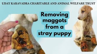 Removing maggots from a stray dog  Rescue of a puppy with huge maggot wounds in legs [upl. by Aeriel68]