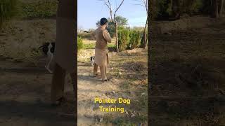 Pointer Dog training by Amir Gohar Chargulli akbarpura knowledge [upl. by Spiegleman]