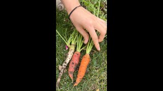 Harvesting Happiness Fresh Carrots from My Garden [upl. by Jarvey]