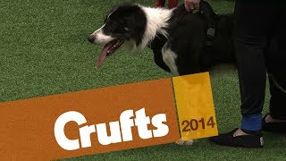 Flyball  Team Finals  Crufts 2014 [upl. by Bert746]