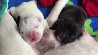 Newborn French Bulldog Puppies with Mom April 2016 [upl. by Valeda483]