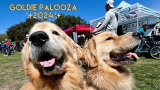 Come with us to the largest Golden Retriever meet up in the WORLD [upl. by Navinod498]