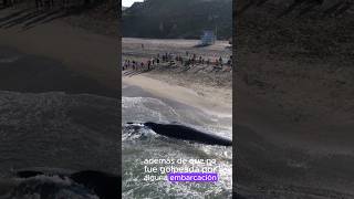 Un joven rorcual desvivido en la playa ciencia shorts animales biologia ballenas ecology [upl. by Nilrem]