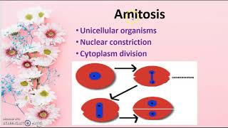 Cell Division Amitosis class 9 [upl. by Cirdla128]