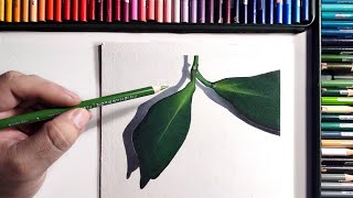 CREATION  COLORED PENCIL [upl. by Oinota381]