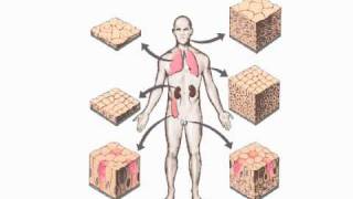 Epithelial Tissues [upl. by Lyman]