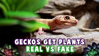 My Leopard Gecko Tanks Get New Plants Naturalistic Tank Setup [upl. by Sanders684]